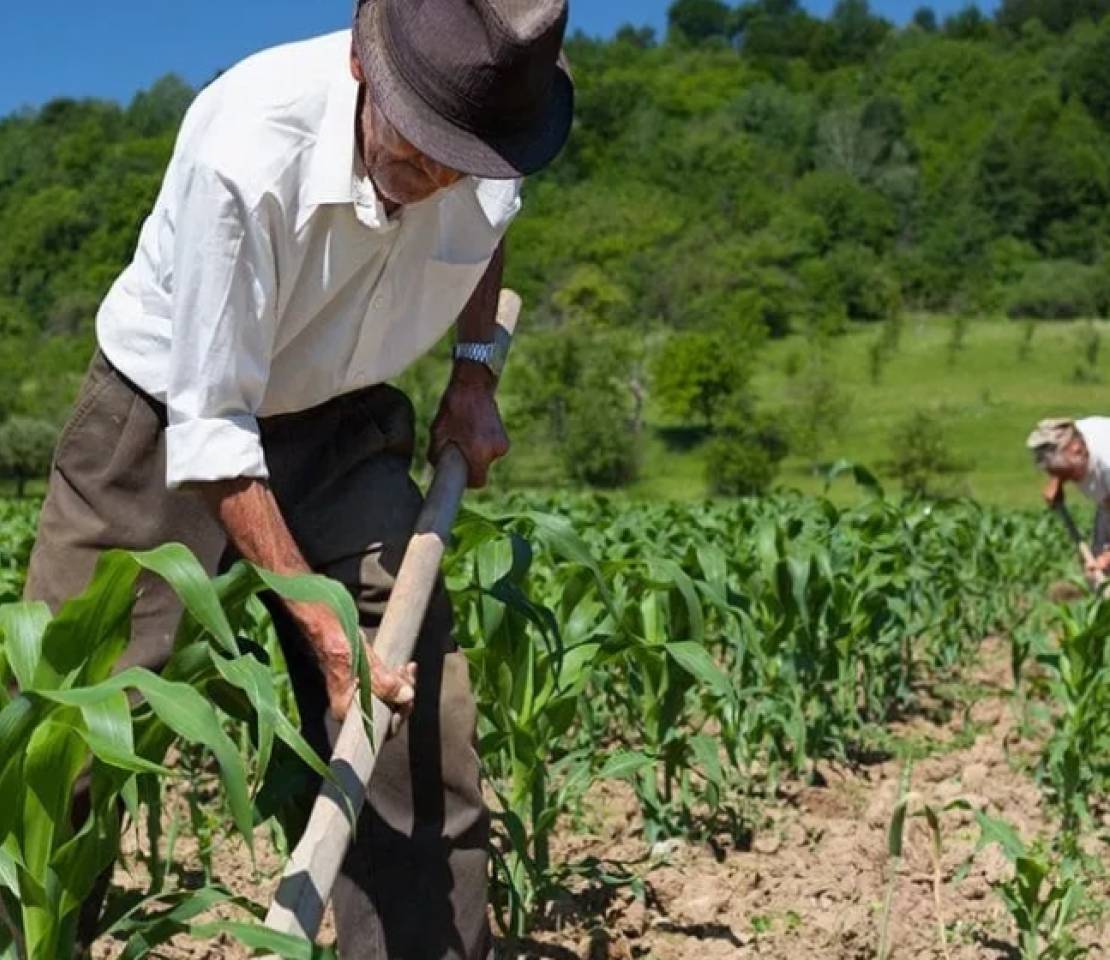 Imóvel Rural: Como Provar a Exploração Familiar e Evitar Penhora