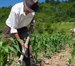 Imóvel Rural: Como Provar a Exploração Familiar e Evitar Penhora